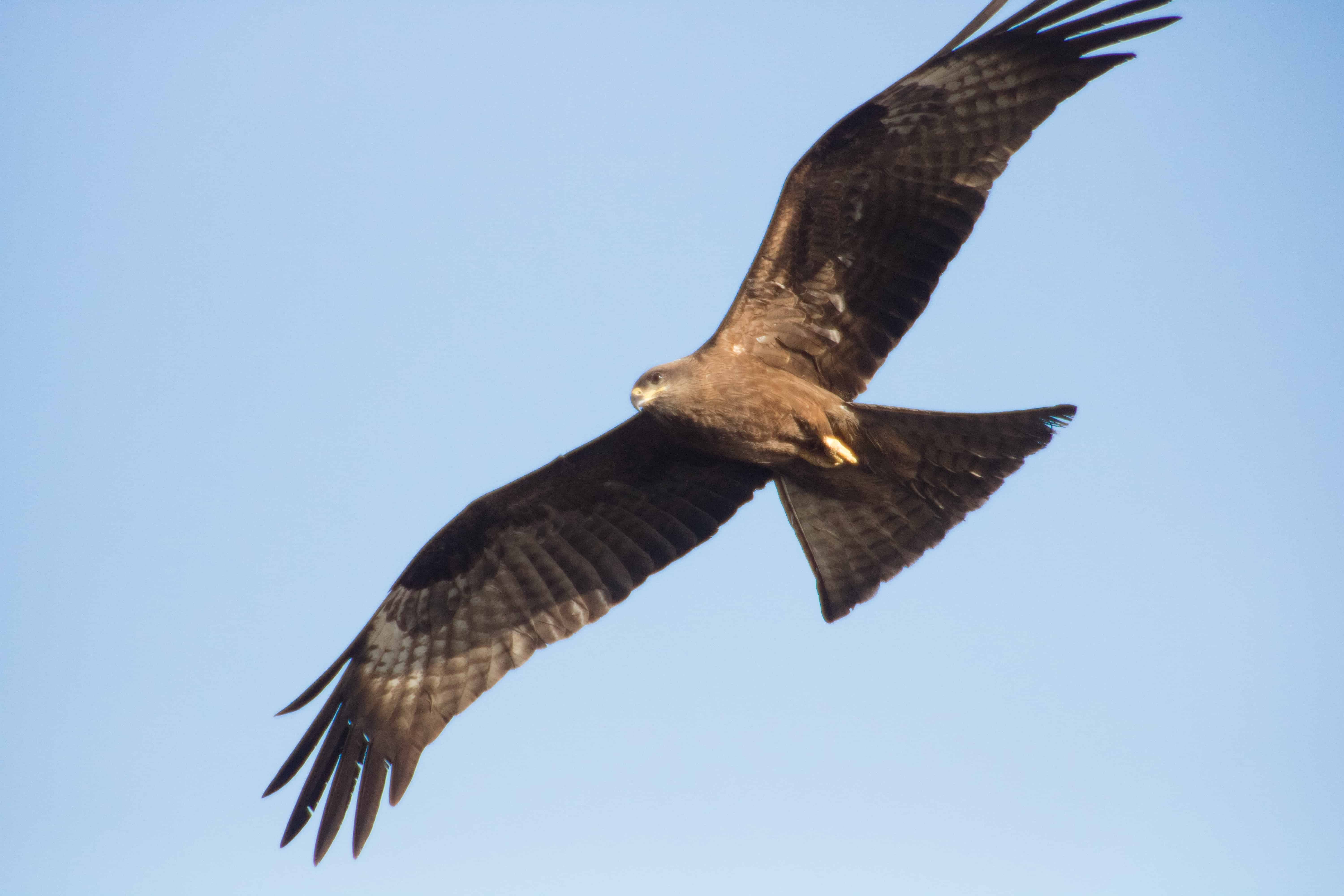 Eagle soaring freely
