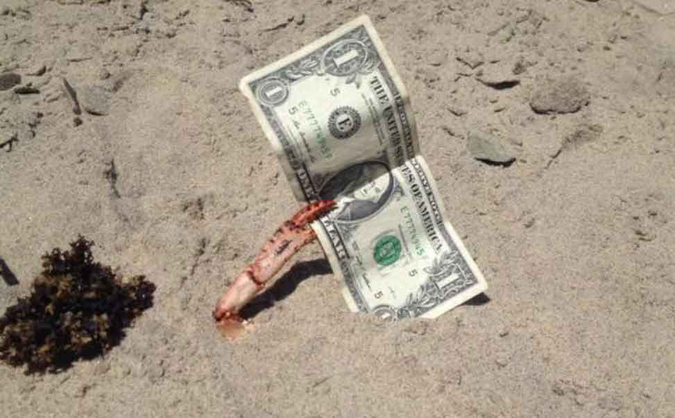 That's It! All My Ice Cream Dollars Are Going To Them!