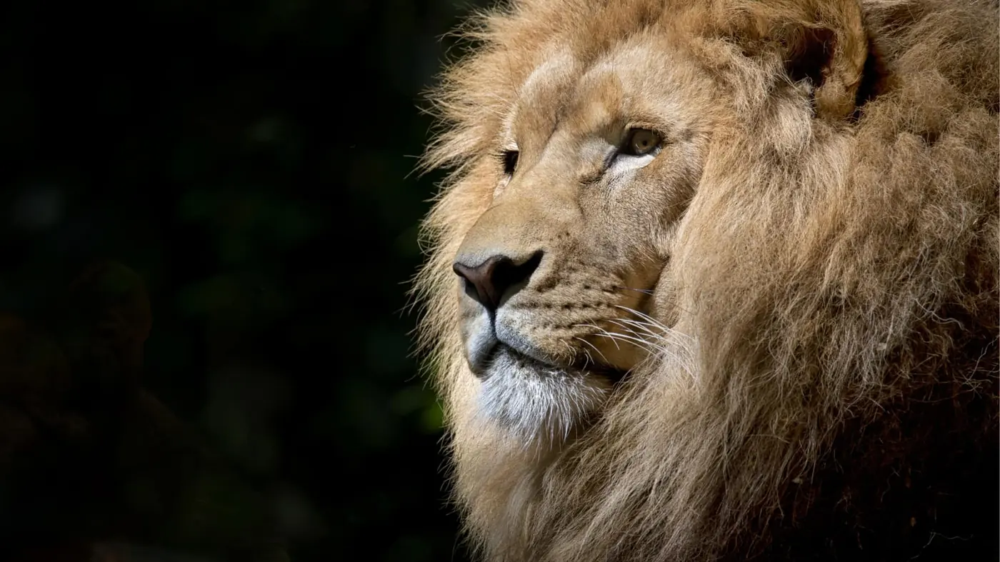 Think quantitatively like a lion — Lakshya Behl